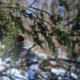 Illustration for article titled Wooly Adelgid vs. Eastern Hemlock